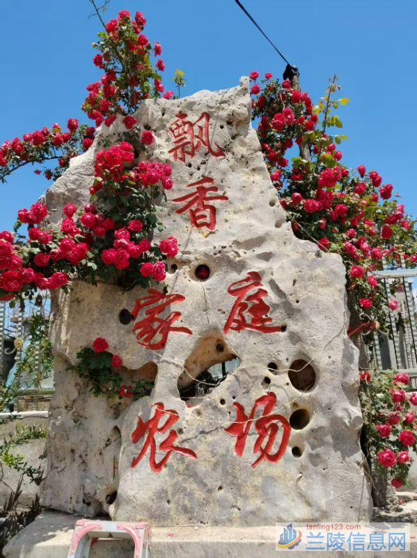 转让一百多亩大樱桃园